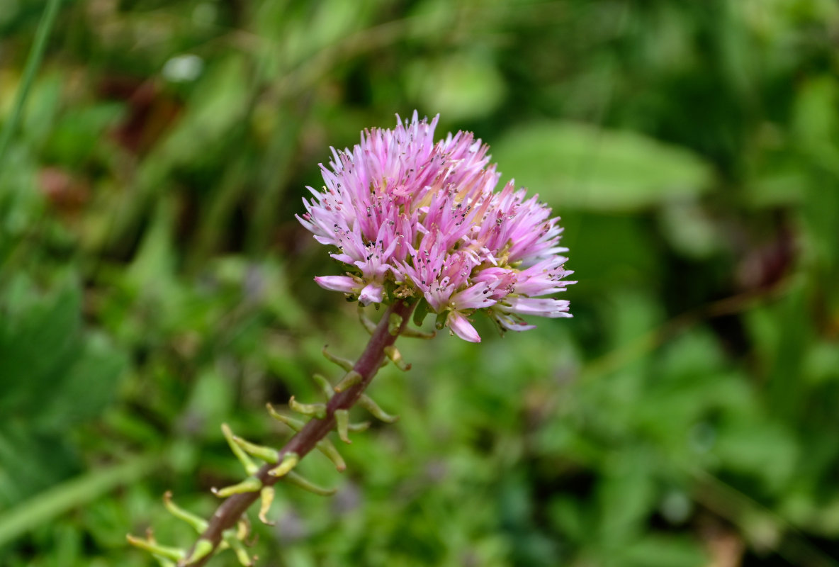 Изображение особи Pseudosedum longidentatum.