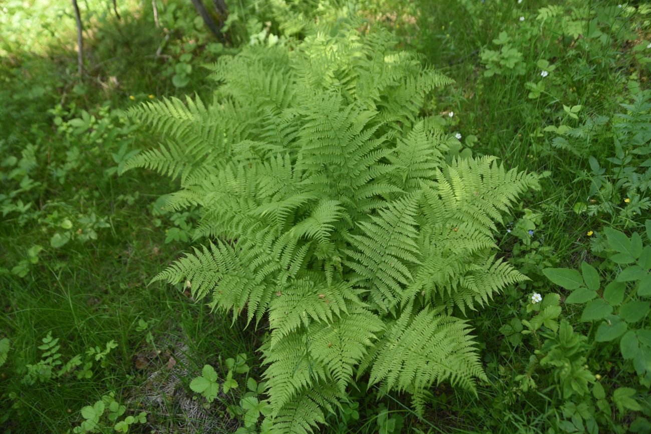 Изображение особи Athyrium filix-femina.