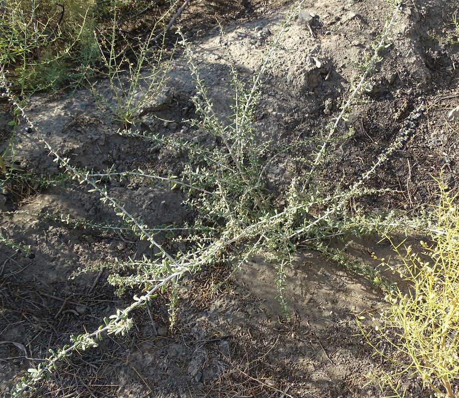 Image of Lycium ruthenicum specimen.