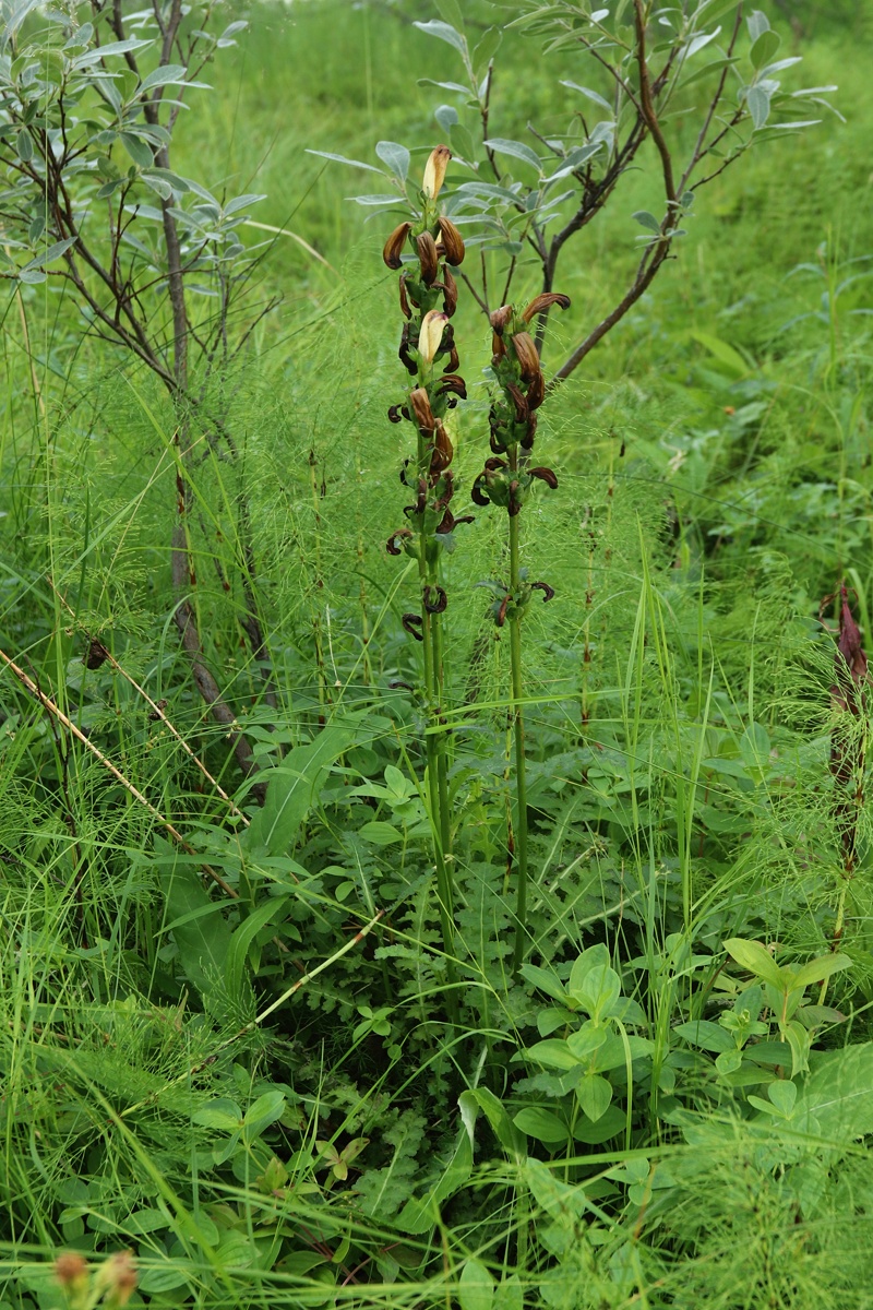 Image of Pedicularis sceptrum-carolinum specimen.