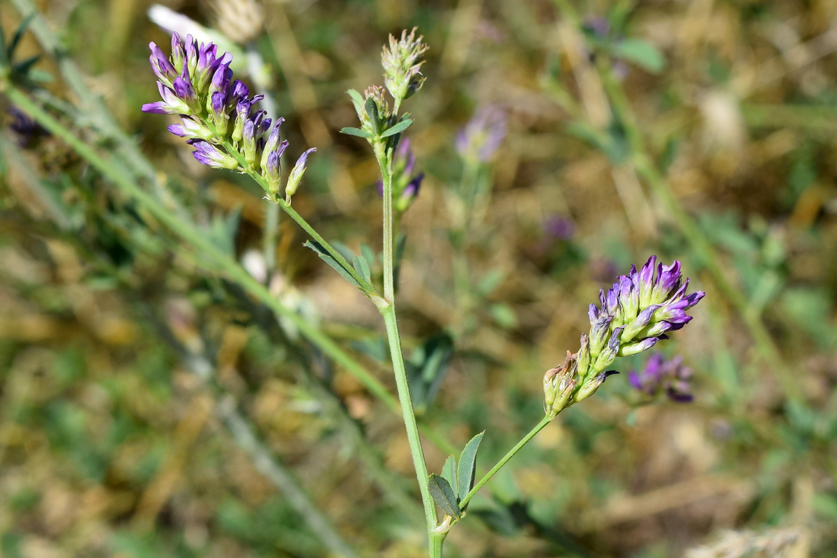 Image of Medicago sativa specimen.