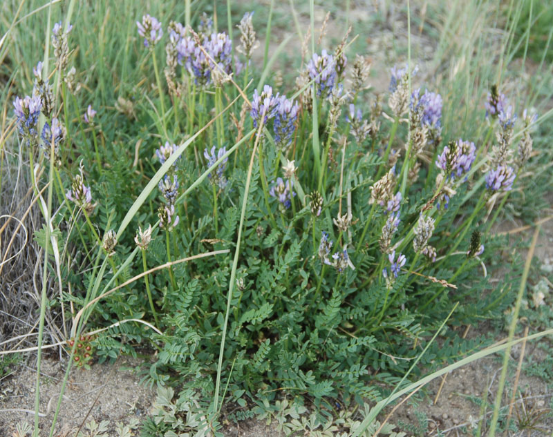 Изображение особи Astragalus austrosibiricus.