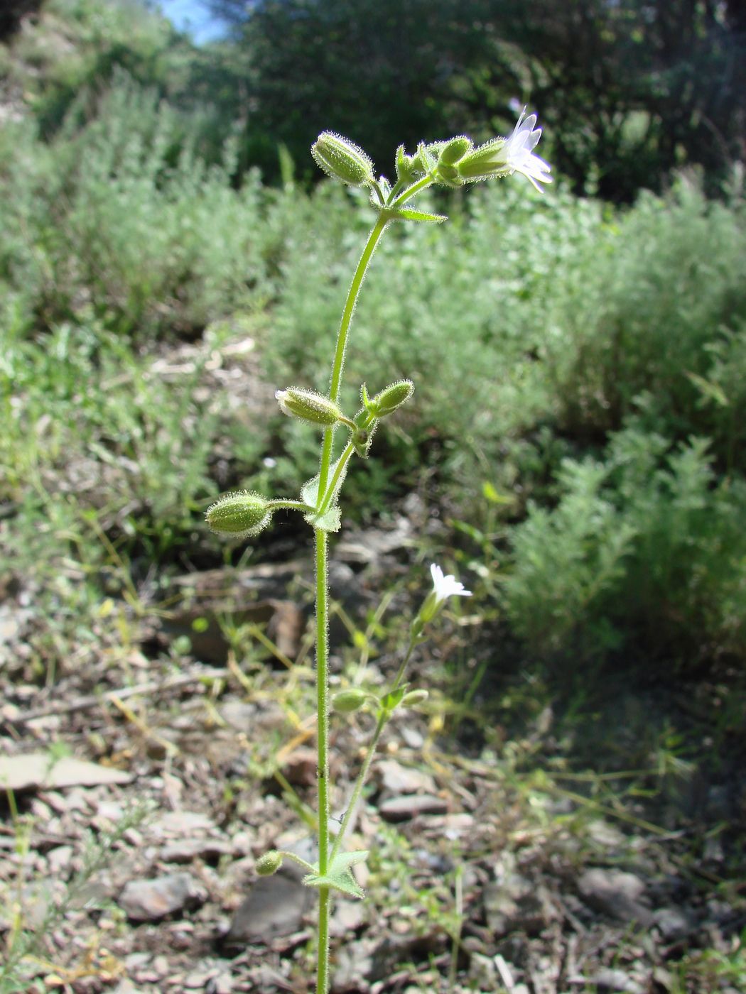 Image of Lepyrodiclis stellarioides specimen.