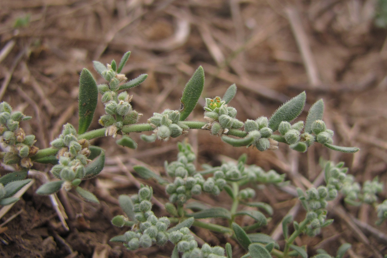 Image of Herniaria incana var. angustifolia specimen.