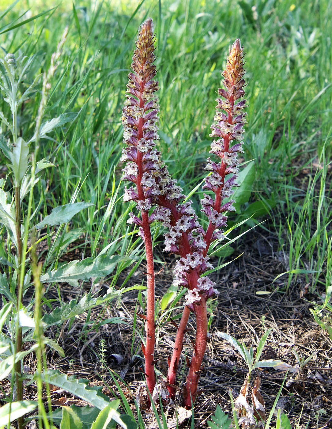 Изображение особи Orobanche laxissima.