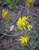 Scorzonera glabra