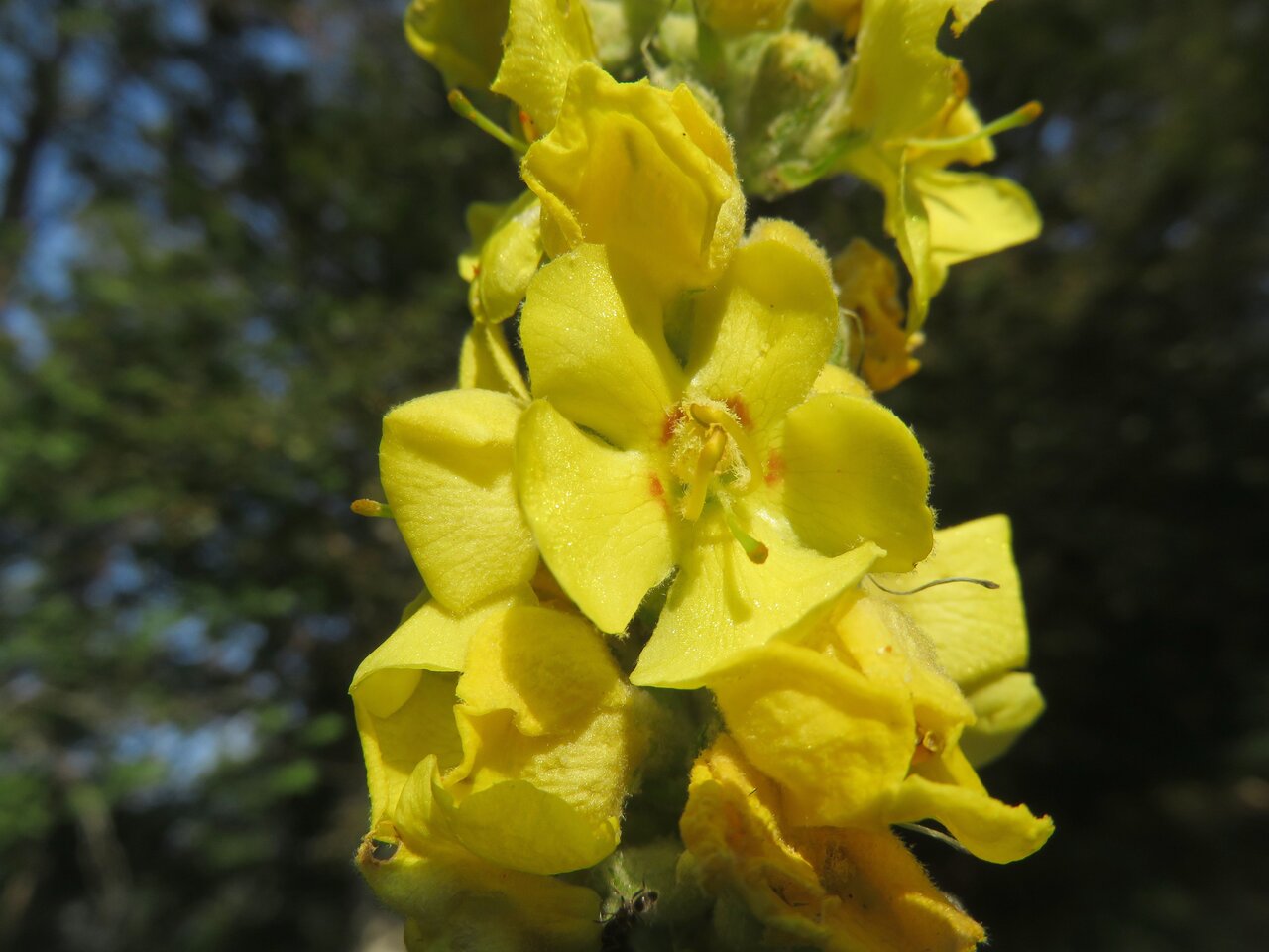 Image of Verbascum lagurus specimen.