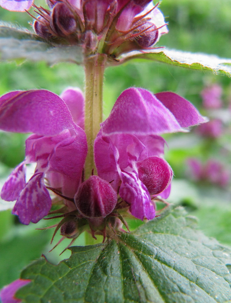 Image of Lamium maculatum specimen.