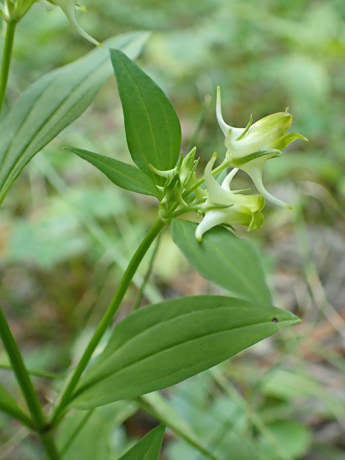 Изображение особи Halenia corniculata.