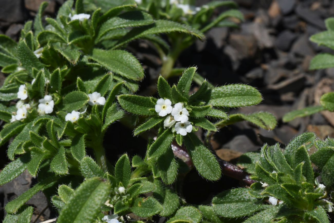 Изображение особи Trigonocaryum involucratum.