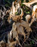 Gentiana cruciata. Верхушка отплодоносившего растения с увядшими листьями. Крым, гора Северная Демерджи, степной склон. 30.10.2021.