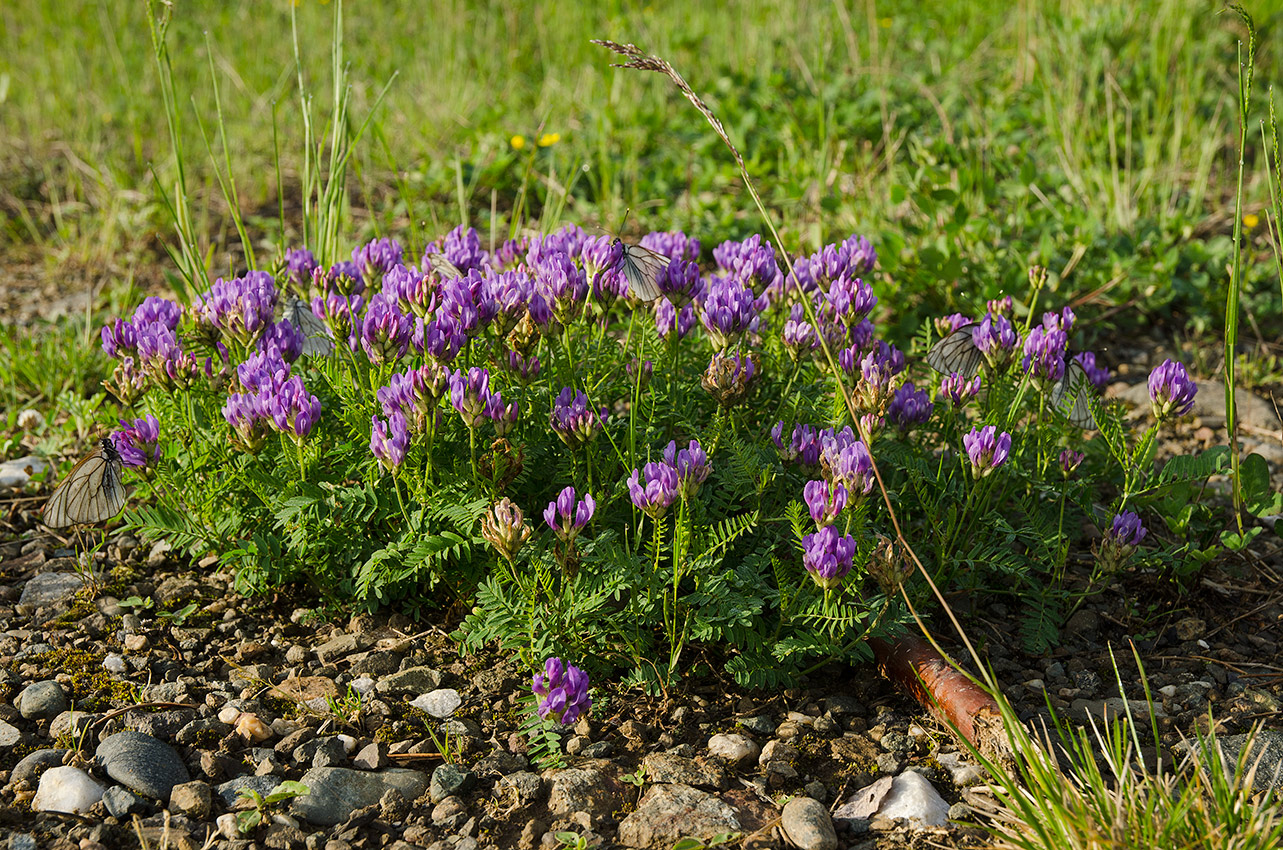 Image of Astragalus danicus specimen.