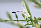 Andrographis paniculata