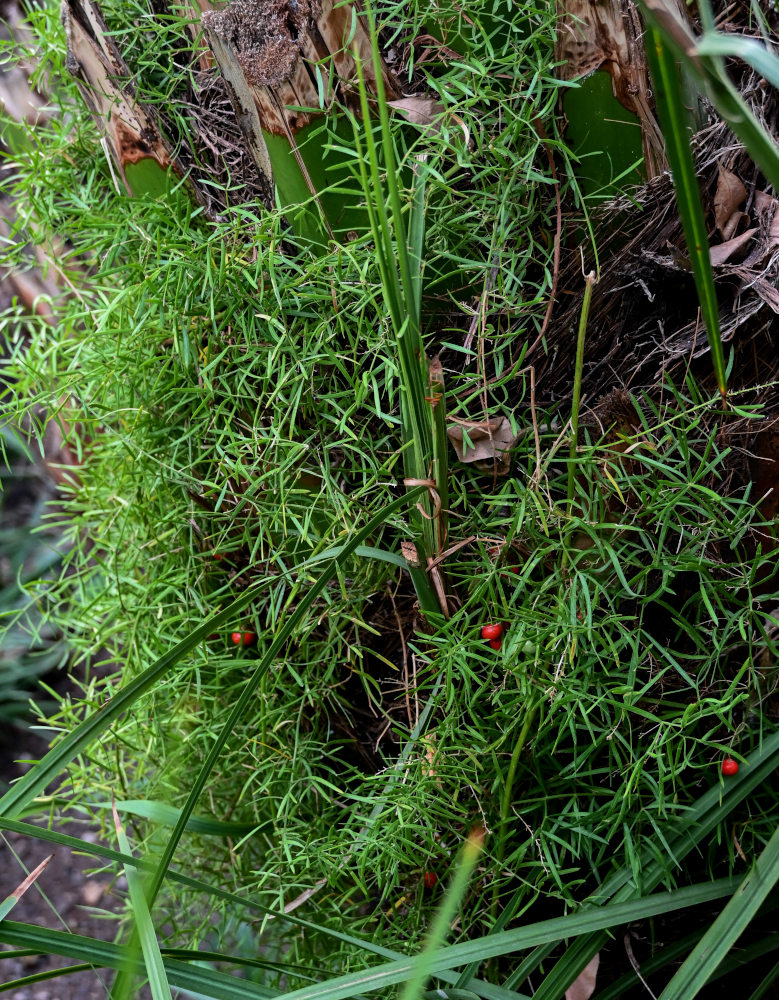 Image of Asparagus densiflorus specimen.