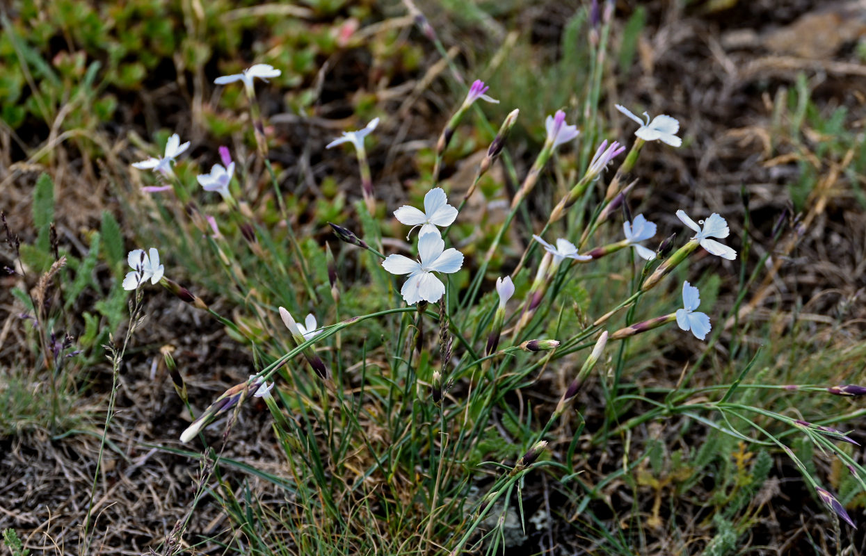 Image of Dianthus cretaceus specimen.