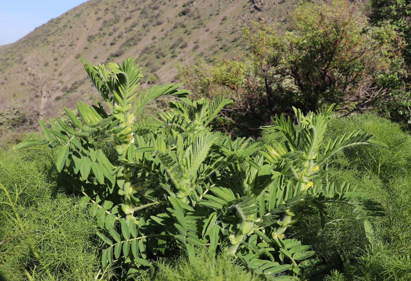 Изображение особи Astragalus sieversianus.