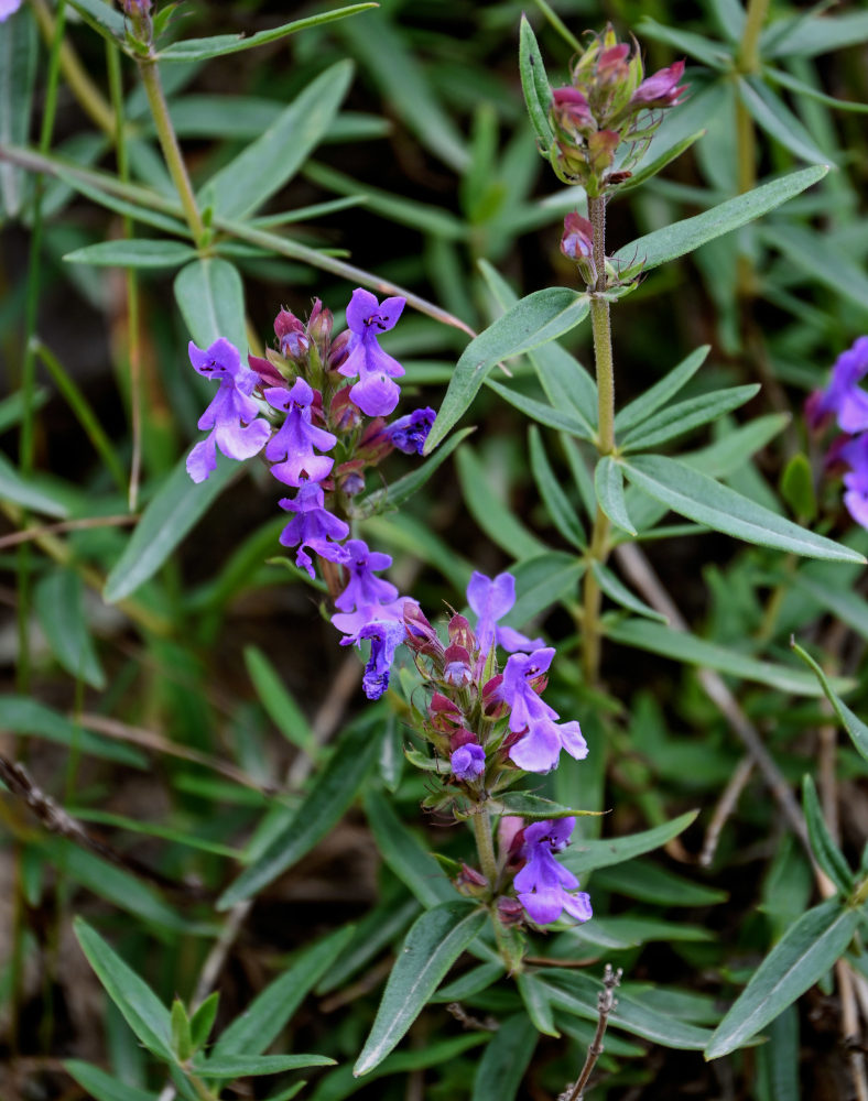 Изображение особи Dracocephalum integrifolium.