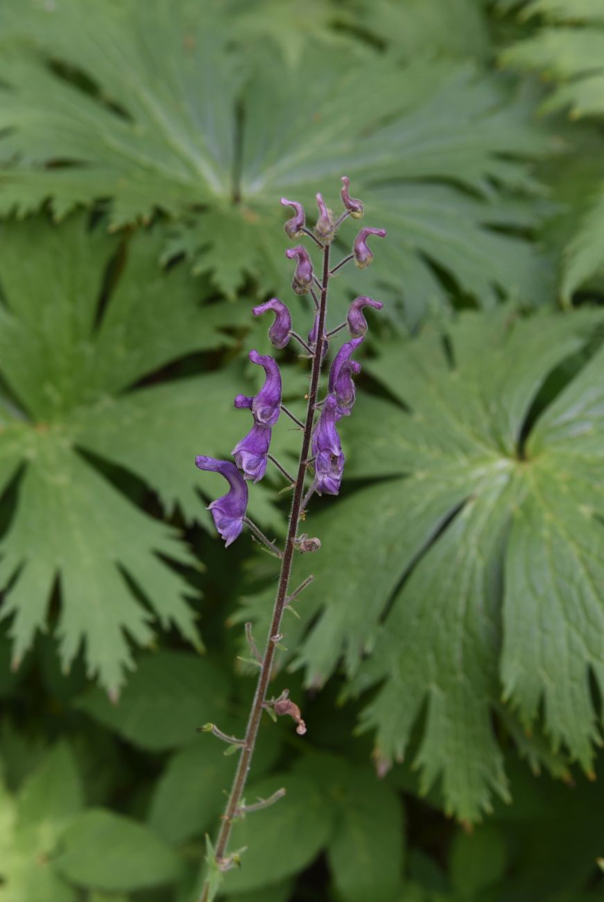 Изображение особи Aconitum septentrionale.