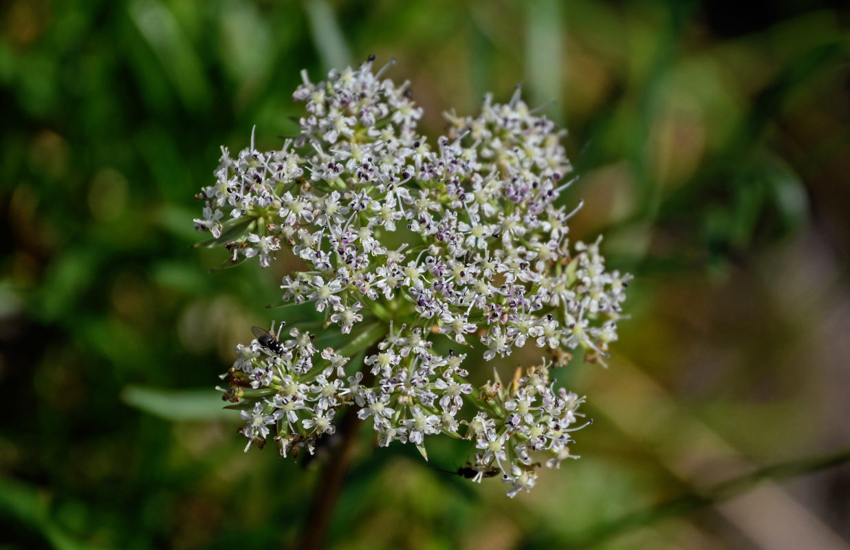 Image of Pachypleurum alpinum specimen.