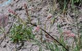 Myricaria squamosa. Верхушка ветви с соцветиями. Киргизия, Ошская обл., Памир, Заалайский хр., долина р. Ачик-Таш, ≈ 3600 м н.у.м., каменисто-песчаный пляж. 07.07.2022.