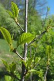 Frangula alnus