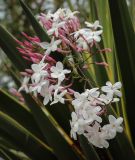 Jasminum polyanthum