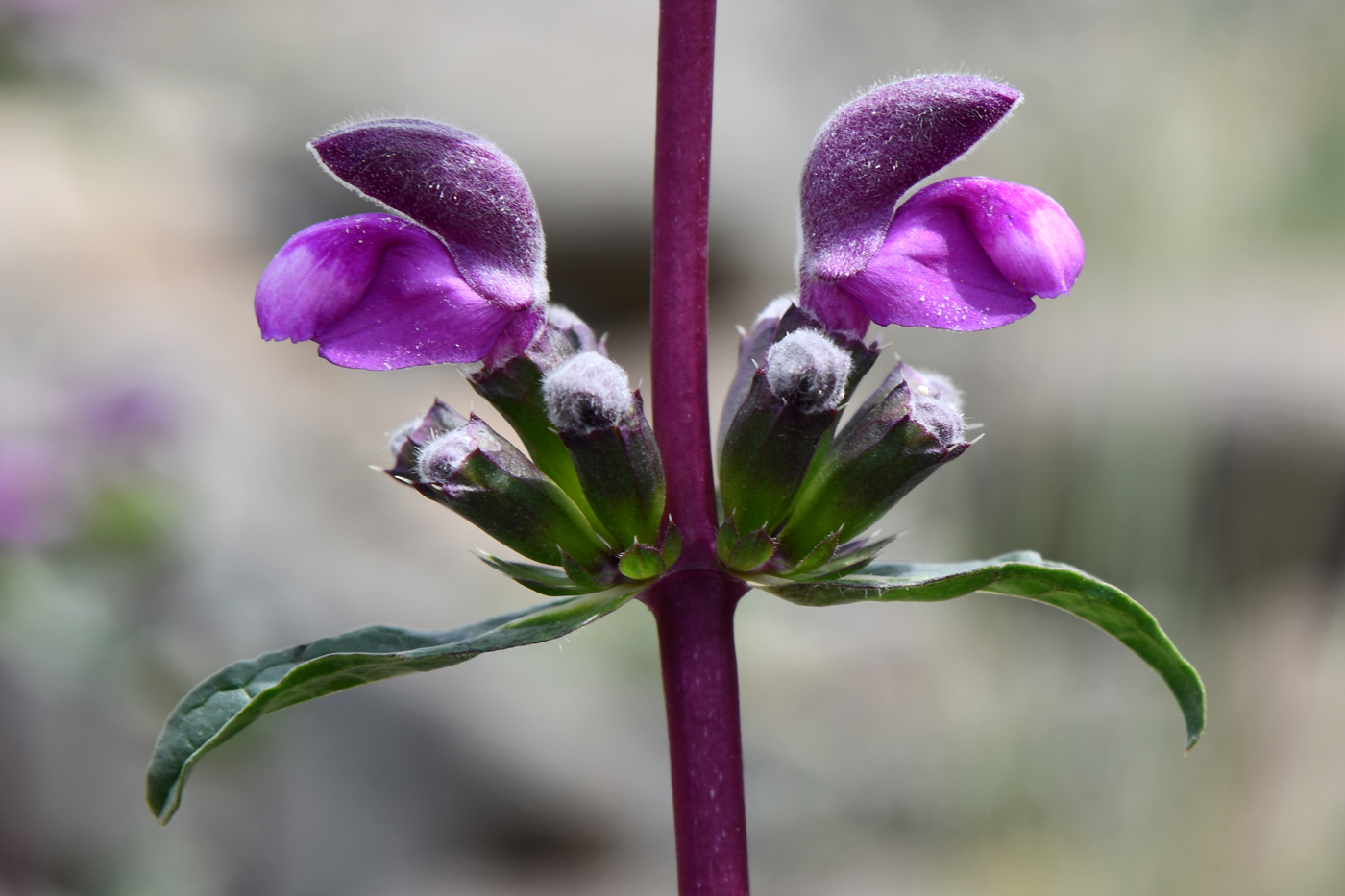 Image of Phlomoides zenaidae specimen.