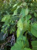 Lunaria rediviva. Верхушка побега с соплодиями. Ленингр. обл., Ломоносовский р-н, окр. дер. Гостилицы, заросли в парке усадьбы. 10.07.2023.