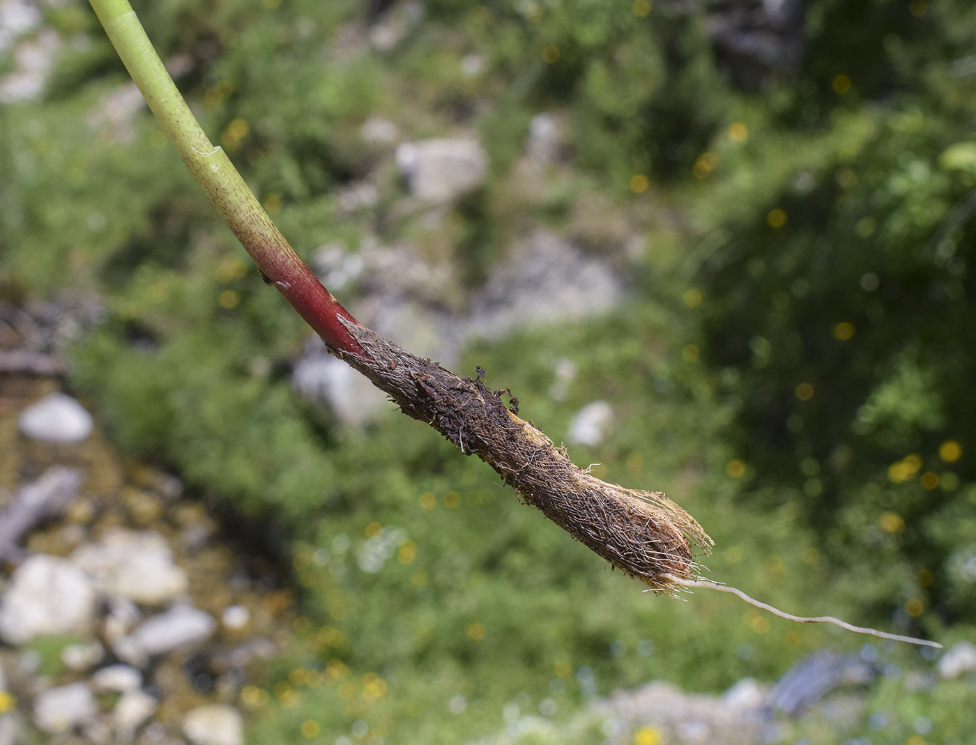 Image of Allium victorialis specimen.