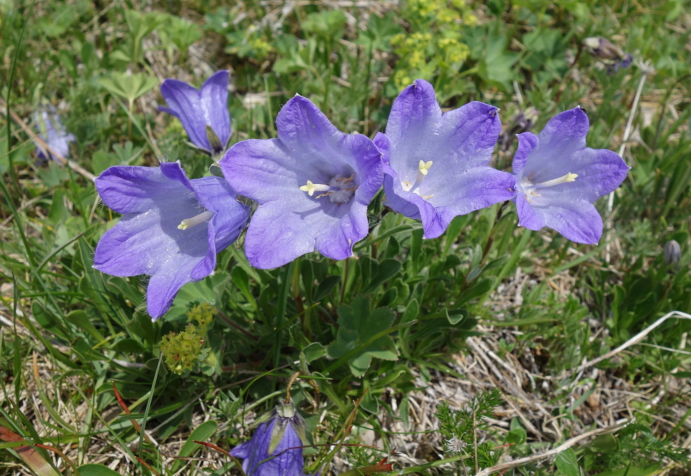 Image of Campanula biebersteiniana specimen.