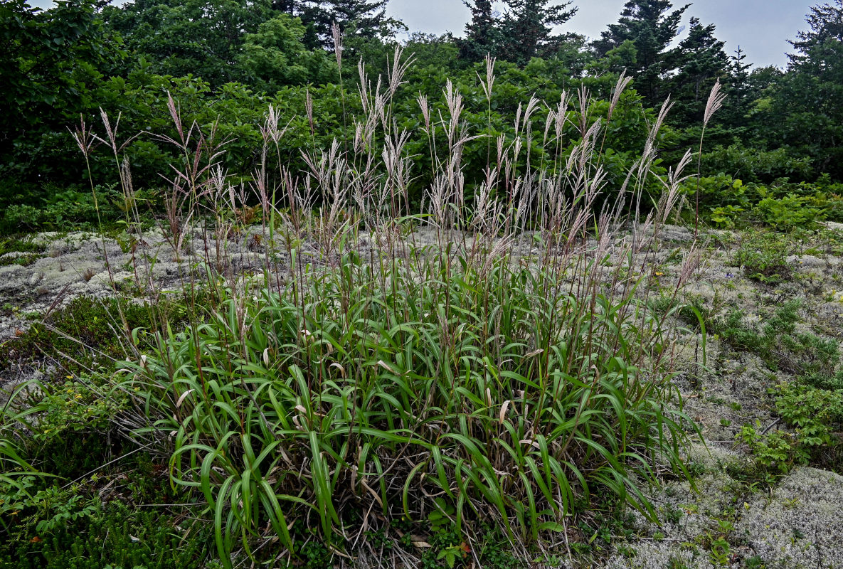 Изображение особи Miscanthus sinensis.