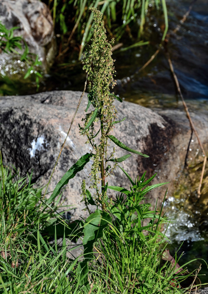 Изображение особи Rumex crispus.