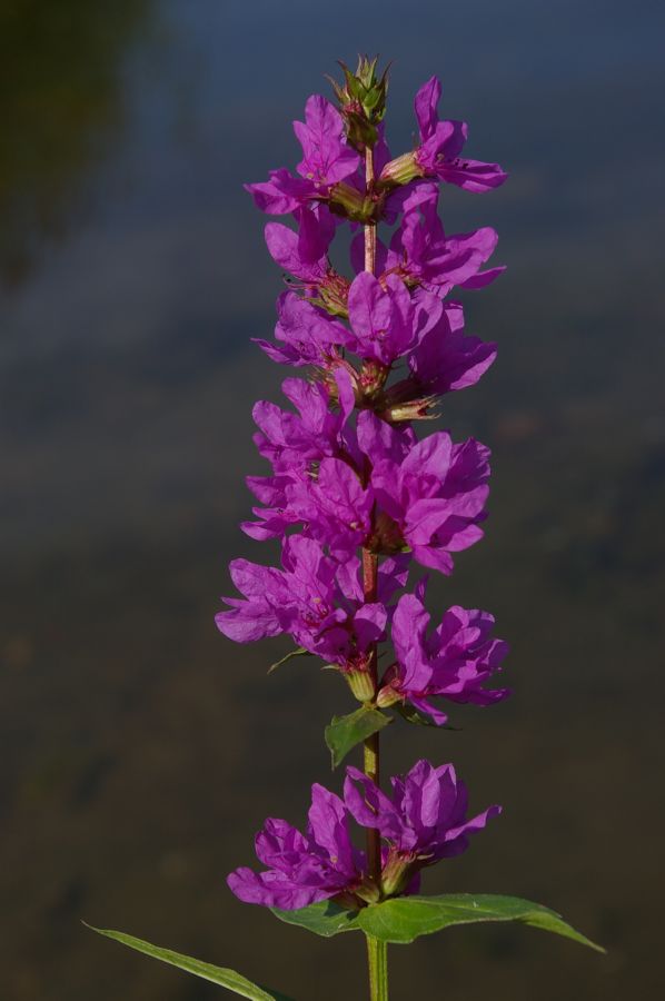 Image of Lythrum intermedium specimen.