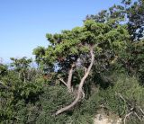 Juniperus deltoides