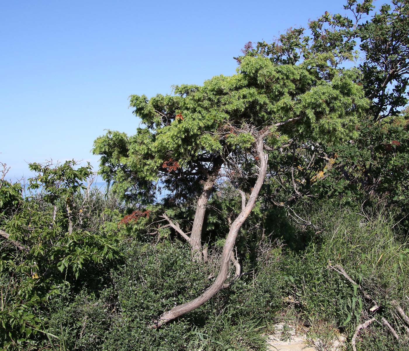 Изображение особи Juniperus deltoides.