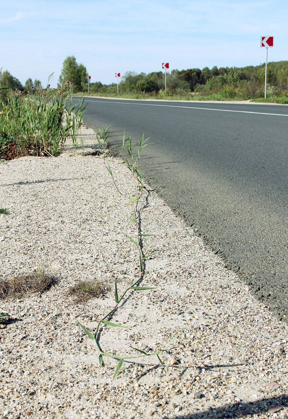 Image of Phragmites australis specimen.