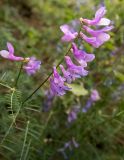 Vicia elegans. Соцветие. Крым, Южный Берег, южн. склон горы Аю-Даг, возле туристической тропы. 25.05.2024.