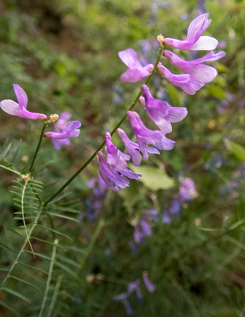 Image of Vicia elegans specimen.