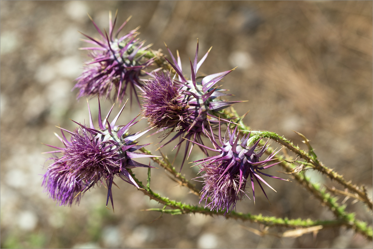 Image of familia Asteraceae specimen.