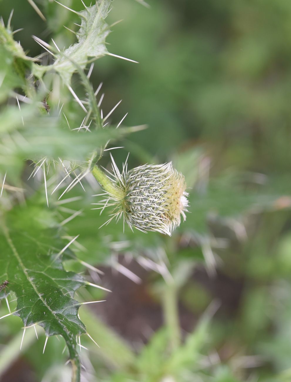 Image of Cirsium echinus specimen.