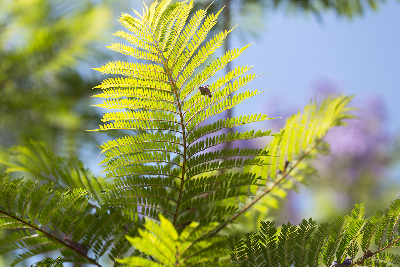 Image of Jacaranda mimosifolia specimen.