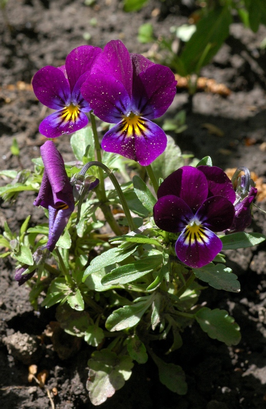 Image of Viola wittrockiana specimen.
