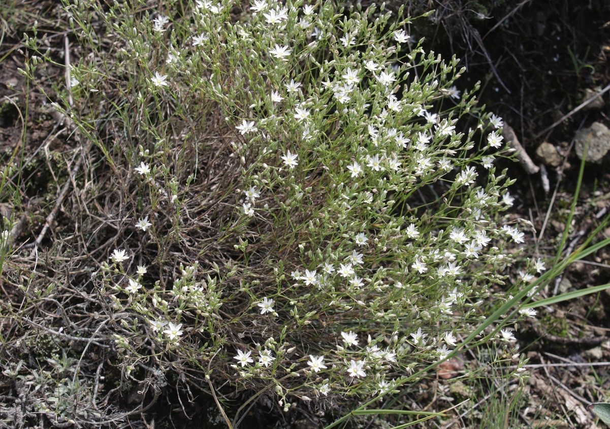 Image of Minuartia krascheninnikovii specimen.