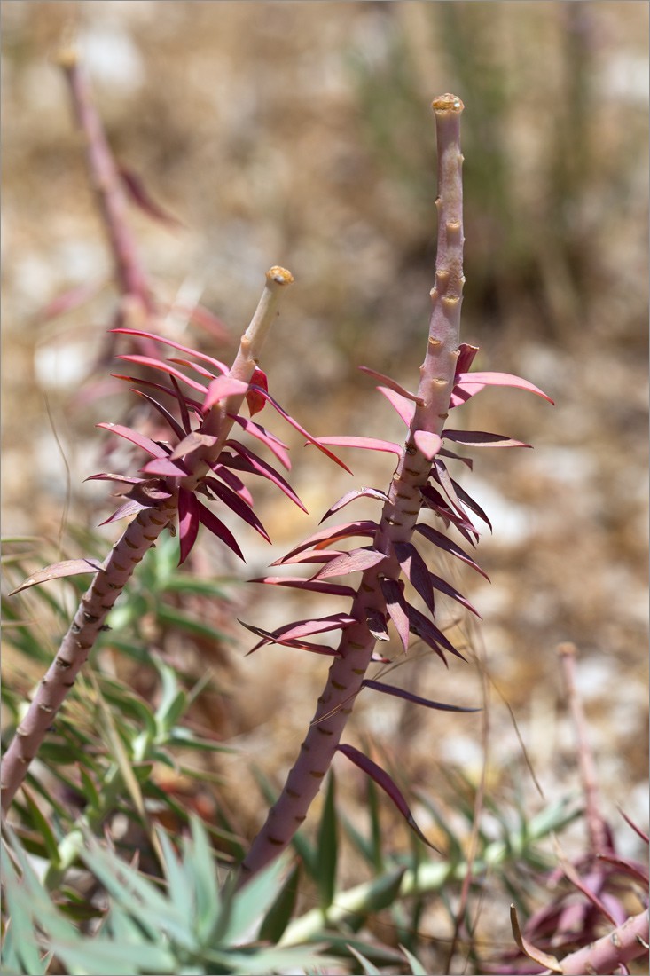 Изображение особи Euphorbia rigida.