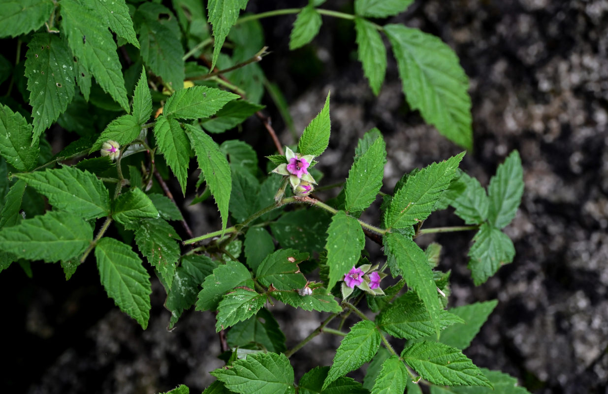 Image of Rubus niveus specimen.