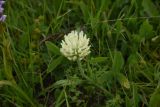 Trifolium trichocephalum. Соцветие. Чечня, Шаройский р-н, правый борт долины (рядом с границей леса) р. Хашелдойахк, выс. 2250 м н.у.м., луг. 1 июля 2024 г.