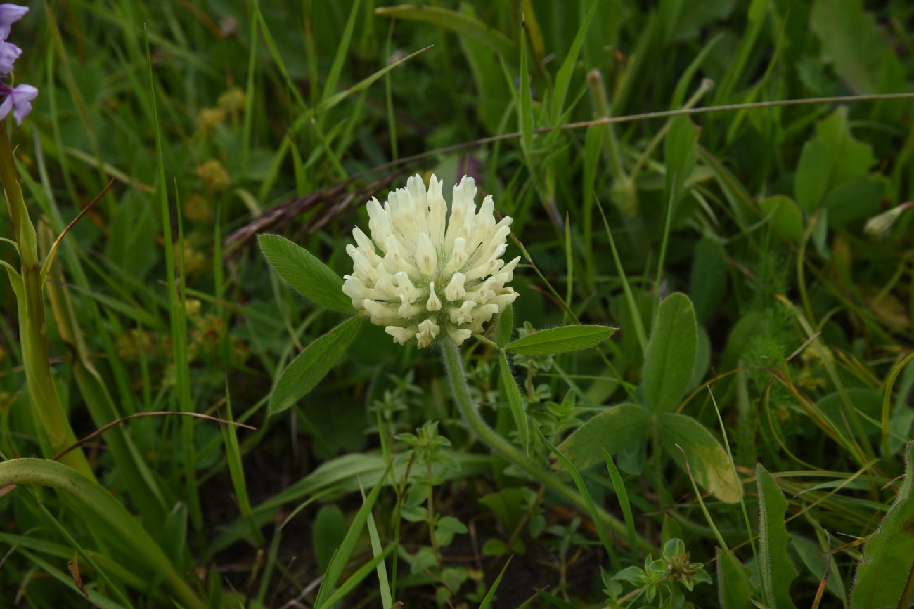 Изображение особи род Trifolium.