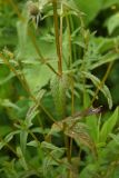 Rhinanthus vernalis. Побеги в средней части растений. Чечня, Шаройский р-н, с. Хакмадой, выс. ок. 1650 м н.у.м., луг в 200 м от минерального источника. 2 июля 2024 г.