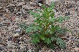 Scrophularia incisa. Молодое вегетирующее растение. Казахстан, Алматинская обл., горы Богуты, щебнистое дно долины. 24 июля 2024 г.