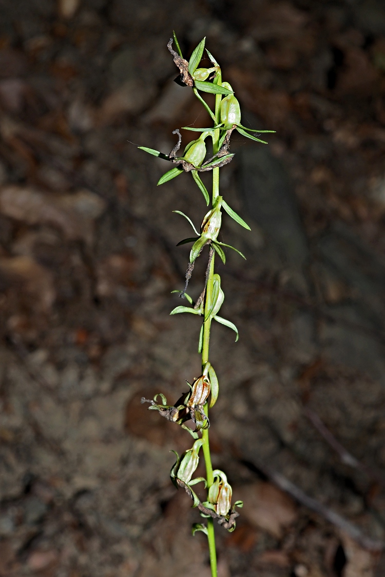 Image of Campanula rapunculoides specimen.
